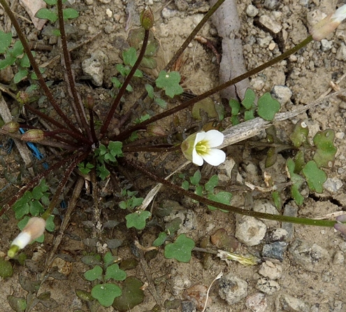 {Leavenworthia uniflora}